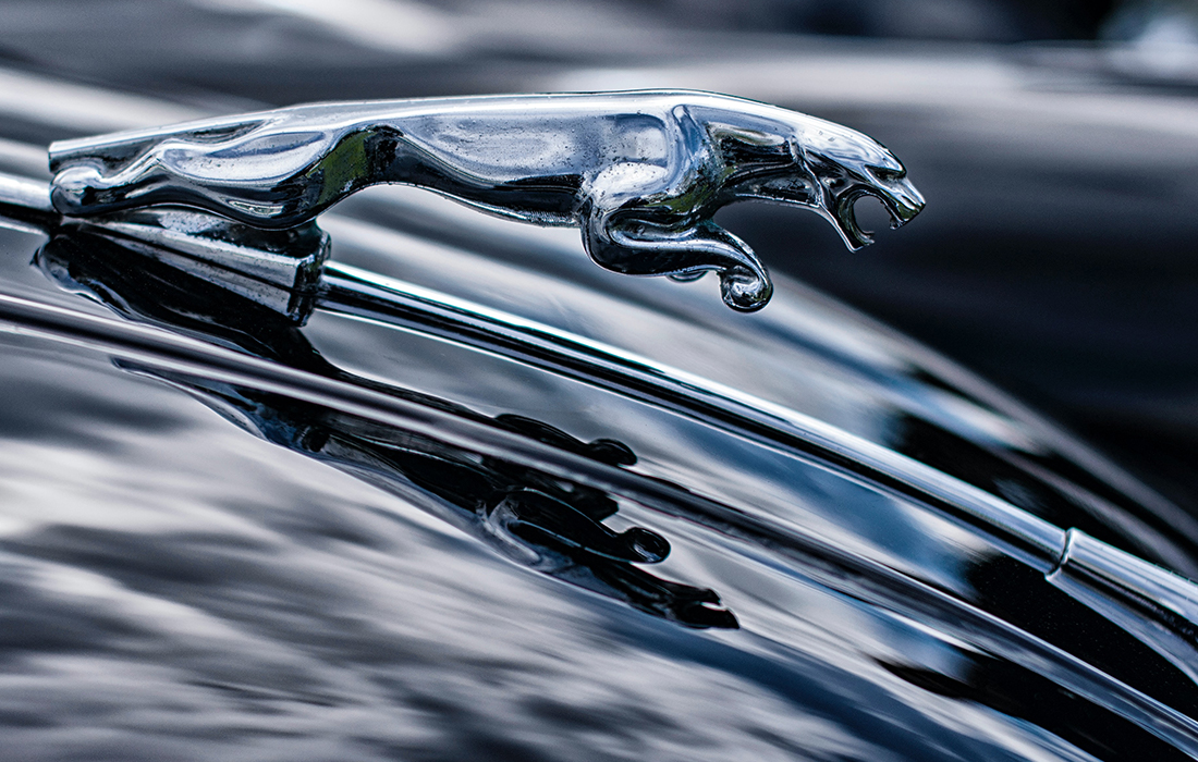 Jaguar-up close